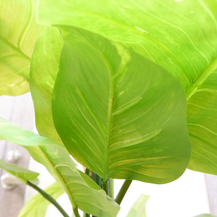 㥤ȥݥȥݥå182cmP4662 ƥե륰꡼ ͹տʪ ͹ ʰȭդ꡼