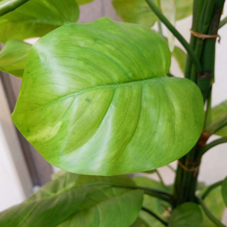 㥤ȥݥȥݥå182cmP4662 ƥե륰꡼ ͹տʪ ͹ ʰȭդ꡼