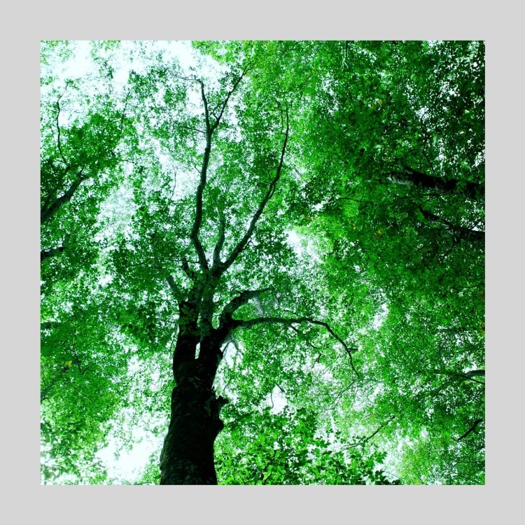 IGREBOW Ĺ ֤ο[ 11] ܥ ƥꥢե ԥ㡼 ̿