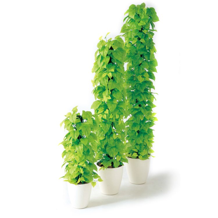 饤ݥȥإ W33H180cmTK98639 ƥե륰꡼ ͹տʪ ͹ ȭդ꡼