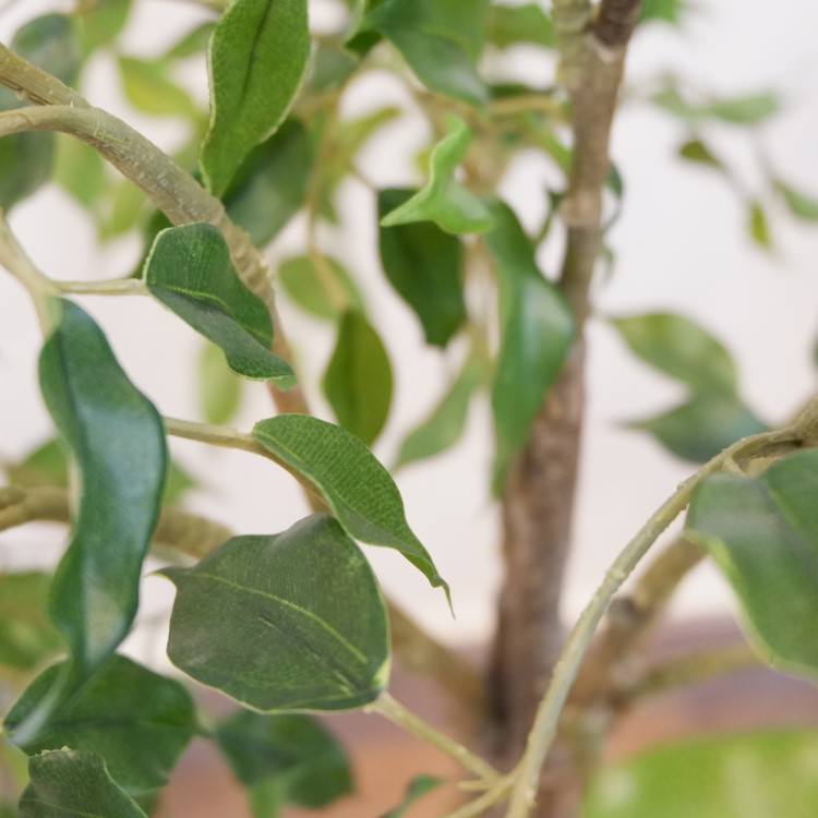 եݥå124cmP4791 ƥե륰꡼ ͹տʪ ͹ ʰȭդ꡼