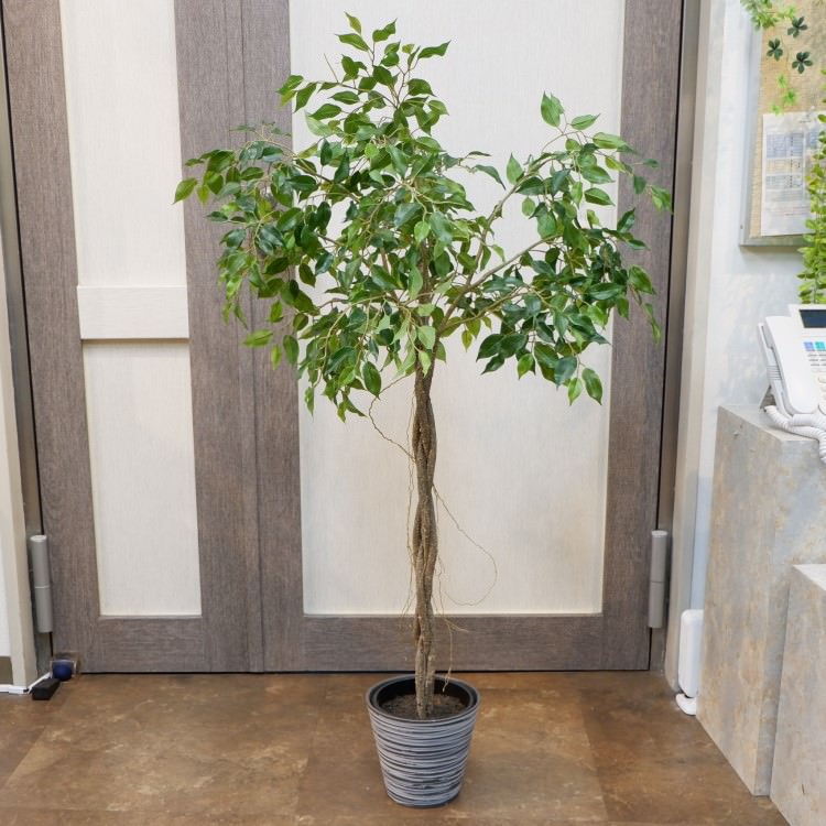 եݥå124cmP4791 ƥե륰꡼ ͹տʪ ͹ ʰȭդ꡼