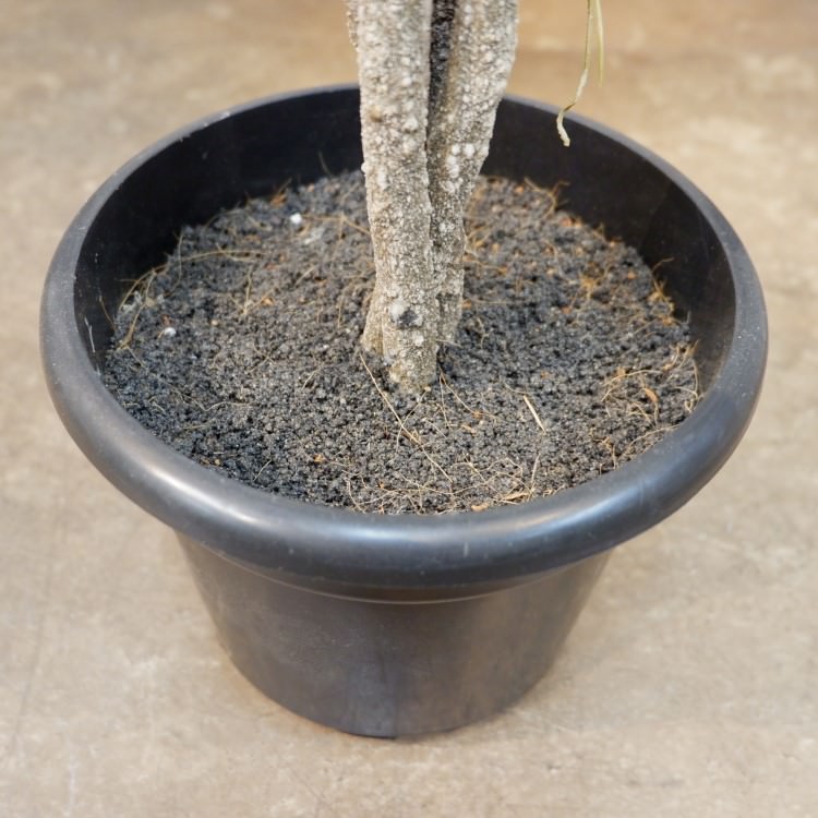 եݥå124cmP4791 ƥե륰꡼ ͹տʪ ͹ ʰȭդ꡼