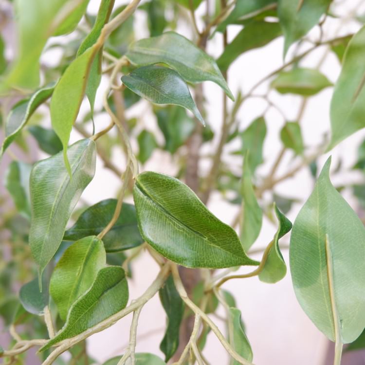 եݥå124cmP4791 ƥե륰꡼ ͹տʪ ͹ ʰȭդ꡼