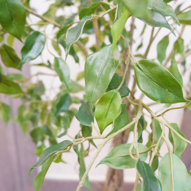 եݥå124cmP4791 ƥե륰꡼ ͹տʪ ͹ ʰȭդ꡼