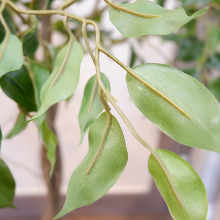 եݥå124cmP4791 ƥե륰꡼ ͹տʪ ͹ ʰȭդ꡼