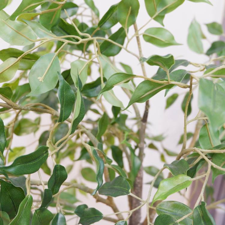 եݥå124cmP4791 ƥե륰꡼ ͹տʪ ͹ ʰȭդ꡼