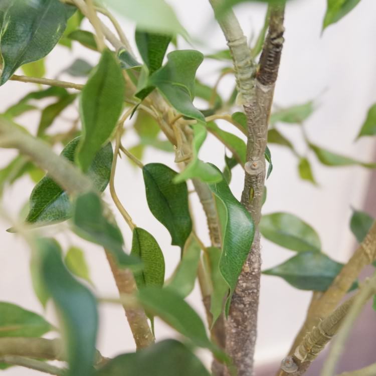 եݥå124cmP4791 ƥե륰꡼ ͹տʪ ͹ ʰȭդ꡼