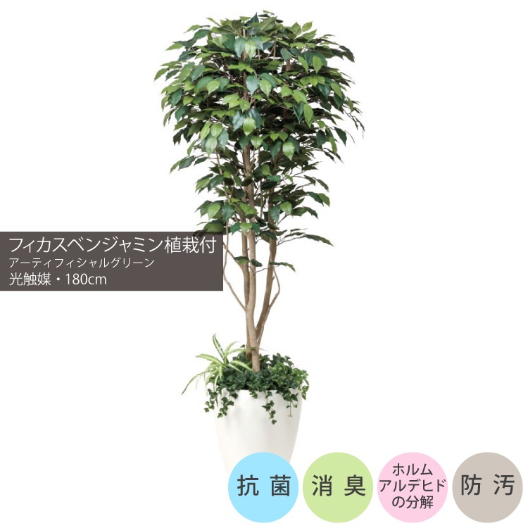 光触媒 人工観葉植物 フィカスベンジャミン（植栽付） 高さ1.8m