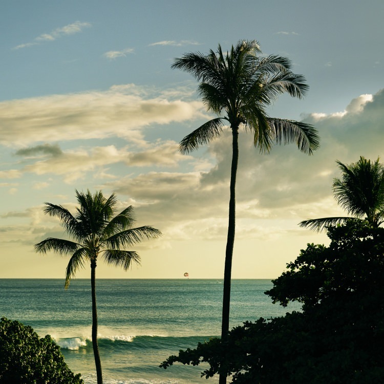 IGREBOW �ϥ磻 �䥷���ڤȳ��ȶ���[����� 1��1] ��������ܥ� ����ƥꥢ�ե��� �ԥ����㡼������ �̿�