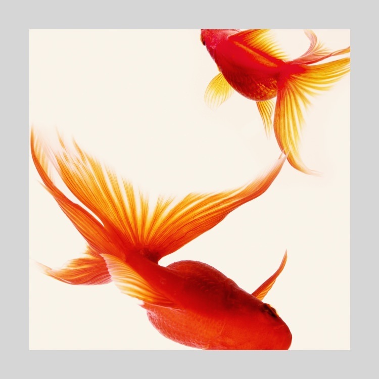 IGREBOW  [ 11] ܥ ƥꥢե ԥ㡼 ̿