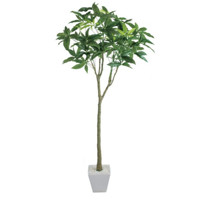 ѥݥå142cmV22106 ƥե륰꡼ ͹տʪ ͹ ʰȭդ꡼