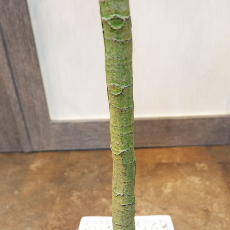 ѥݥå142cmV22106 ƥե륰꡼ ͹տʪ ͹ ʰȭդ꡼