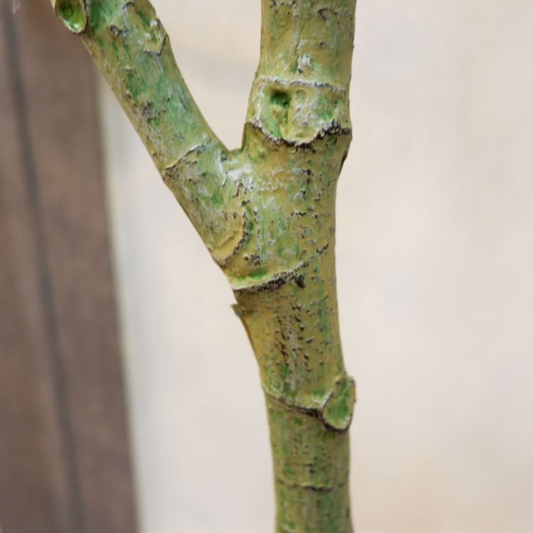 ѥݥå142cmV22106 ƥե륰꡼ ͹տʪ ͹ ʰȭդ꡼