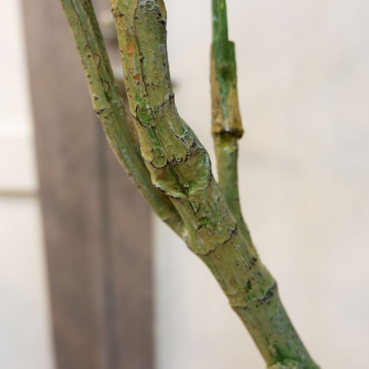 ѥݥå142cmV22106 ƥե륰꡼ ͹տʪ ͹ ʰȭդ꡼