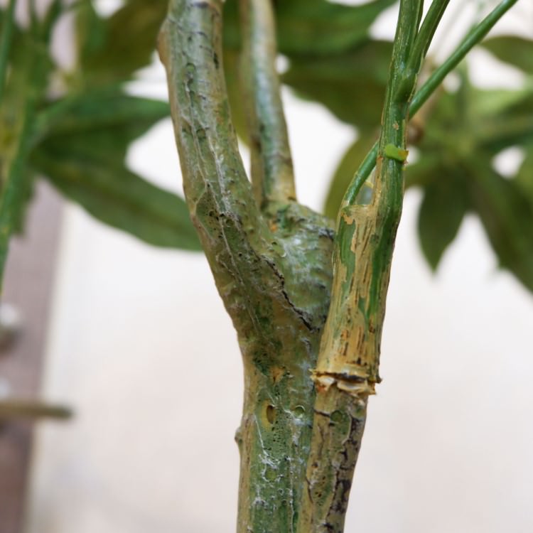 ѥݥå142cmV22106 ƥե륰꡼ ͹տʪ ͹ ʰȭդ꡼