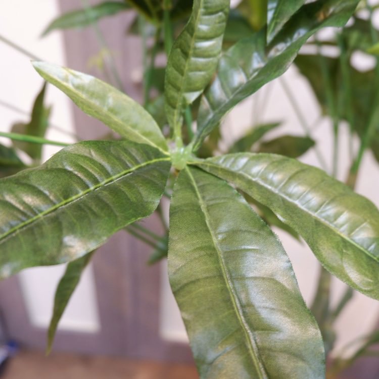 ѥݥå142cmV22106 ƥե륰꡼ ͹տʪ ͹ ʰȭդ꡼