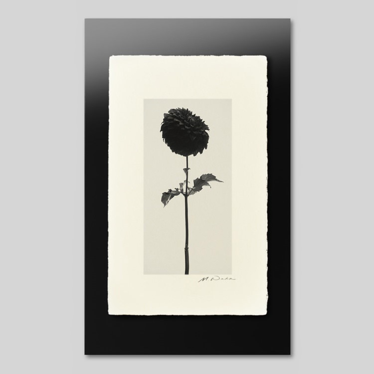 IGREBOW ꥢ[» 12] ܥ ƥꥢե ԥ㡼 ̿