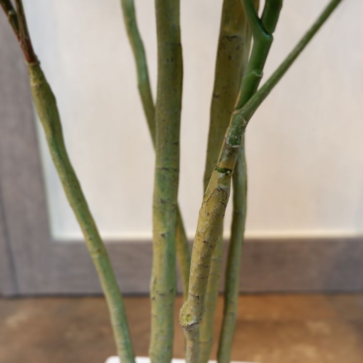 եݥå126cmV22107 ƥե륰꡼ ͹տʪ ͹ ʰȭդ꡼