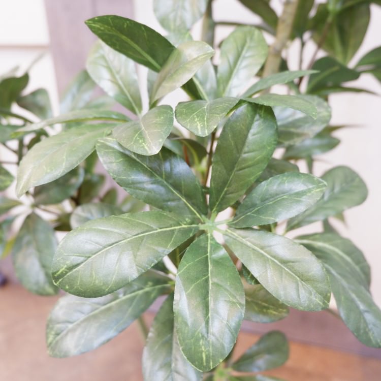 եݥå126cmV22107 ƥե륰꡼ ͹տʪ ͹ ʰȭդ꡼