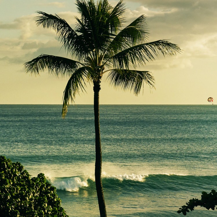 IGREBOW ϥ磻 䥷ڤȳȶ[å 11] ܥ ƥꥢե ԥ㡼 ̿