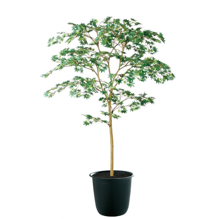 ޥߥ GREEN FST W100H150cmTK91760 ƥե륰꡼ ͹տʪ ͹ ȭդ꡼