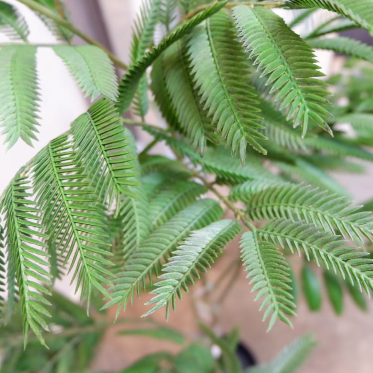 Сեåݥå127cmVR22001 ƥե륰꡼ ͹տʪ ͹ ʰȭդ꡼