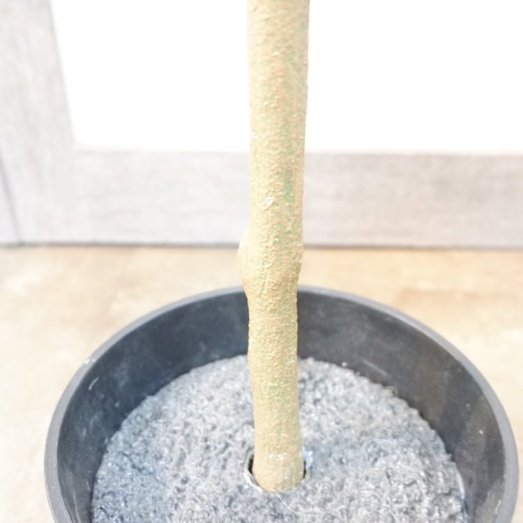 Сեåݥå127cmVR22001 ƥե륰꡼ ͹տʪ ͹ ʰȭդ꡼