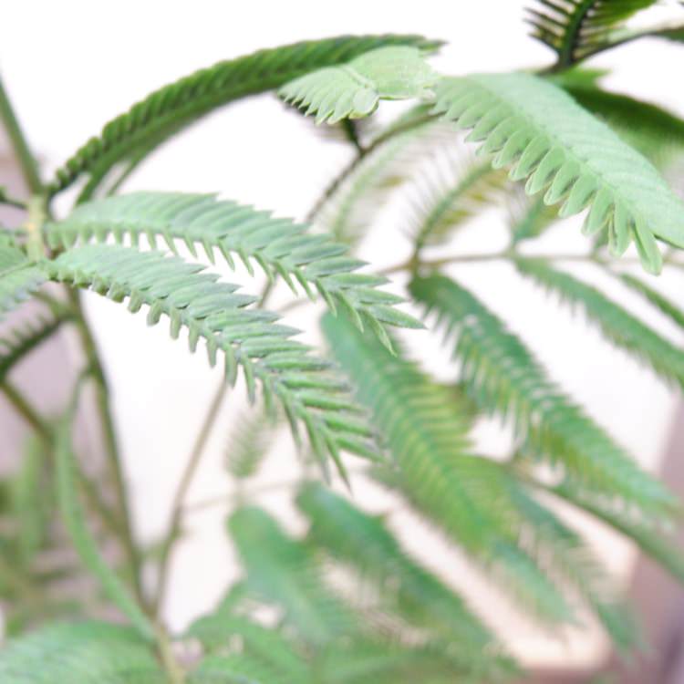 Сեåݥå127cmVR22001 ƥե륰꡼ ͹տʪ ͹ ʰȭդ꡼