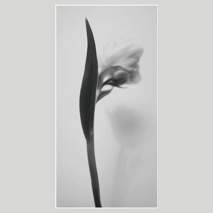 IGREBOW ���塼��åפβ֡�[���å� 1��2] ��������ܥ� ����ƥꥢ�ե��� �ԥ����㡼������ �̿�