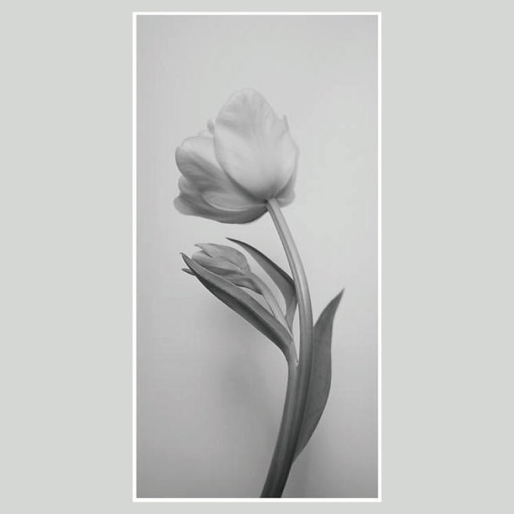 IGREBOW 塼åפβ֡[ 12] ܥ ƥꥢե ԥ㡼 ̿