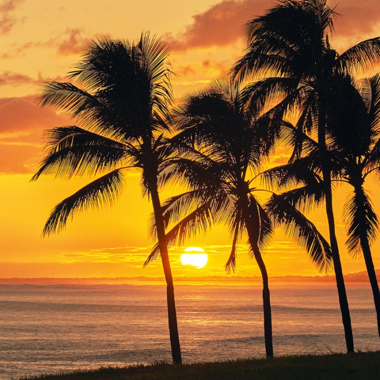 IGREBOW ϥ磻 ͼޤ볤ȥ䥷ڡ[å 11] ܥ ƥꥢե ԥ㡼 ̿