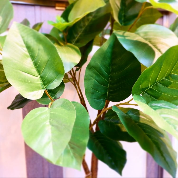 ٥顼ݥå(Ω)208cmVR22013 ƥե륰꡼ ͹տʪ ͹ ʰȭդ꡼