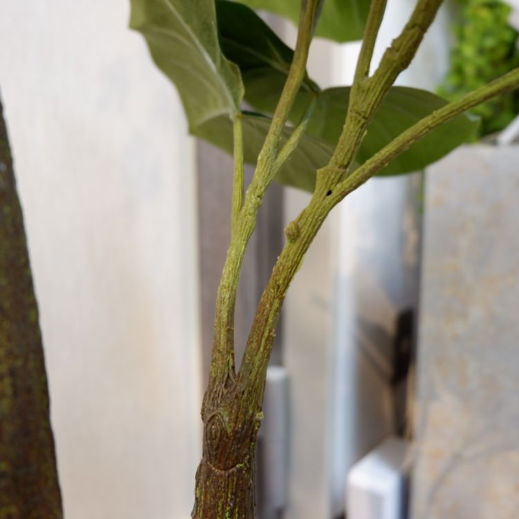 ٥顼ݥå(Ω)208cmVR22013 ƥե륰꡼ ͹տʪ ͹ ʰȭդ꡼