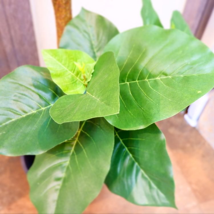 ٥顼ݥå(Ω)208cmVR22013 ƥե륰꡼ ͹տʪ ͹ ʰȭդ꡼