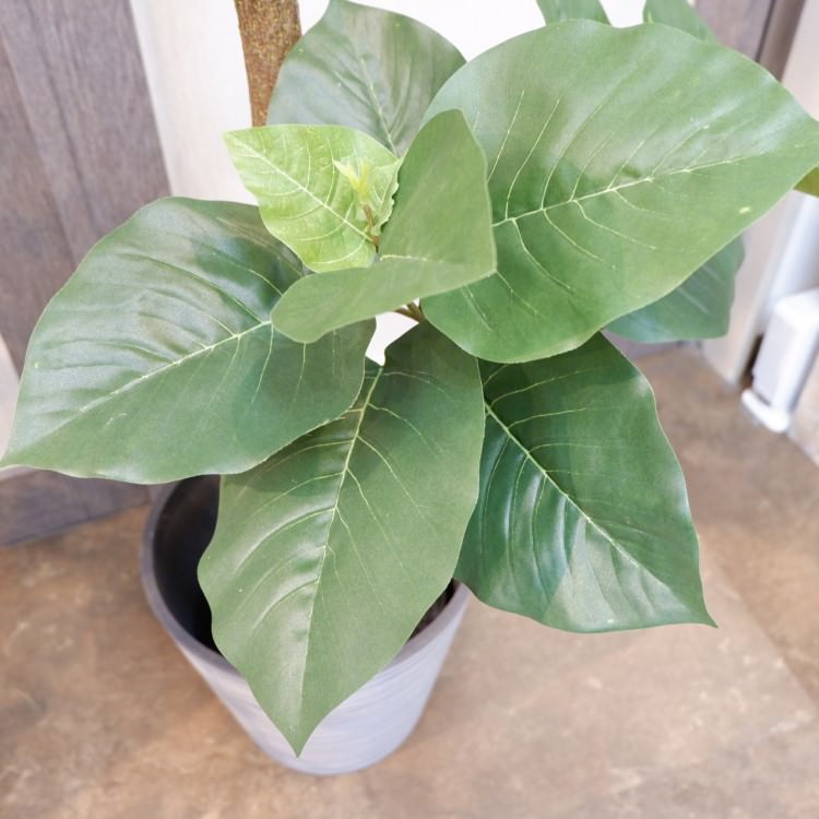 ٥顼ݥå(Ω)208cmVR22013 ƥե륰꡼ ͹տʪ ͹ ʰȭդ꡼