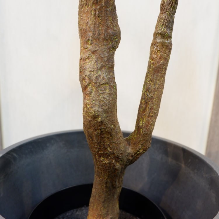 ٥顼ݥå(Ω)208cmVR22013 ƥե륰꡼ ͹տʪ ͹ ʰȭդ꡼