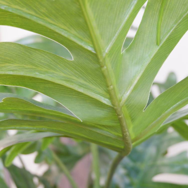 եǥɥݥå140cmVR22018 ƥե륰꡼ ͹տʪ ͹ ʰȭդ꡼