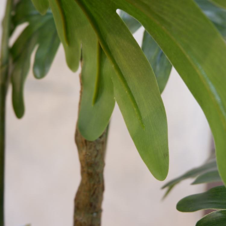 եǥɥݥå140cmVR22018 ƥե륰꡼ ͹տʪ ͹ ʰȭդ꡼