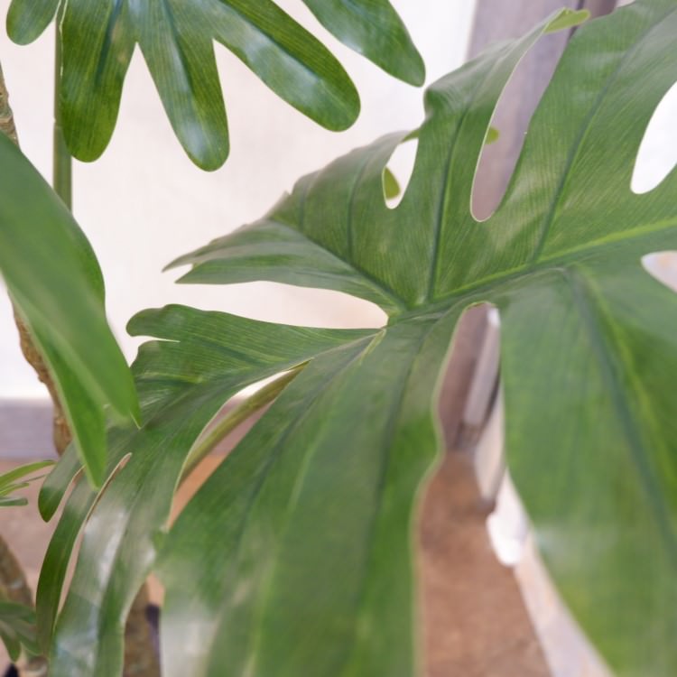 եǥɥݥå140cmVR22018 ƥե륰꡼ ͹տʪ ͹ ʰȭդ꡼