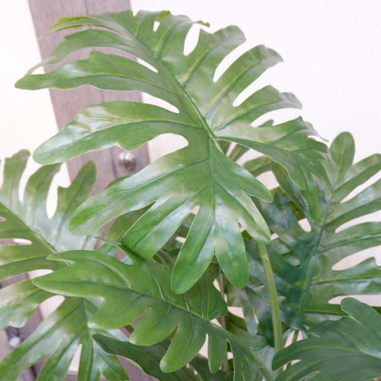 եǥɥݥå140cmVR22018 ƥե륰꡼ ͹տʪ ͹ ʰȭդ꡼