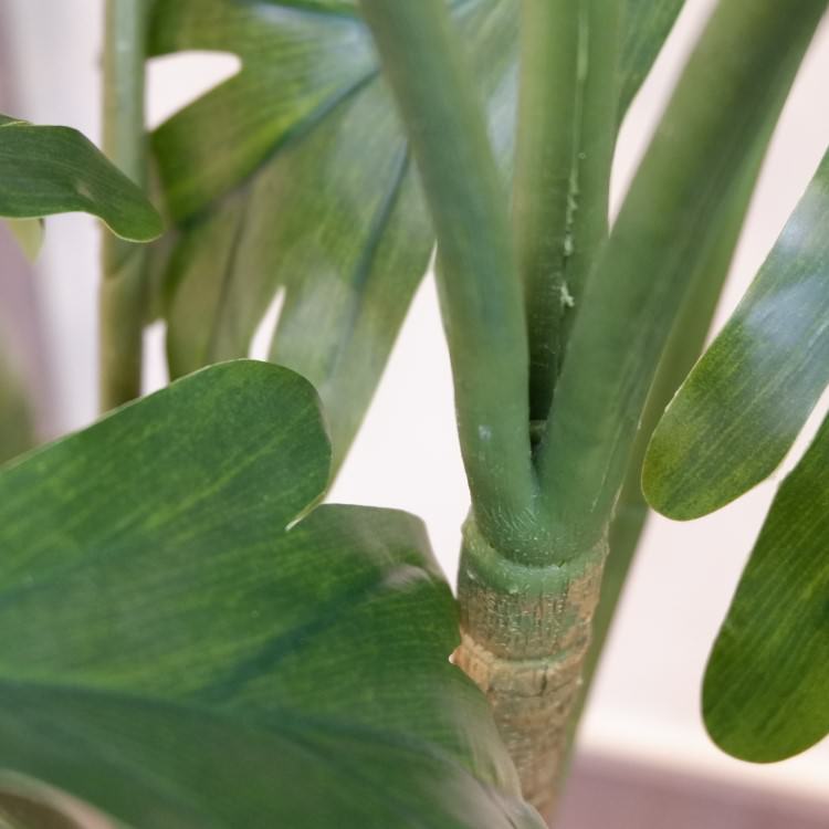 եǥɥݥå140cmVR22018 ƥե륰꡼ ͹տʪ ͹ ʰȭդ꡼