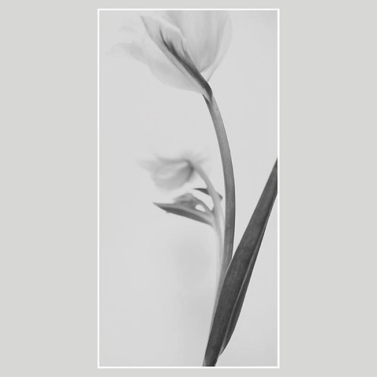 IGREBOW 塼åפβ֡[ 12] ܥ ƥꥢե ԥ㡼 ̿