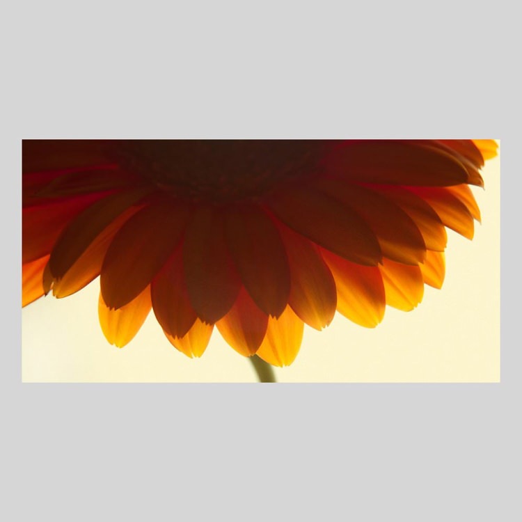 IGREBOW �����٥�β֡�[����� 1��2] ��������ܥ� ����ƥꥢ�ե��� �ԥ����㡼������ �̿�