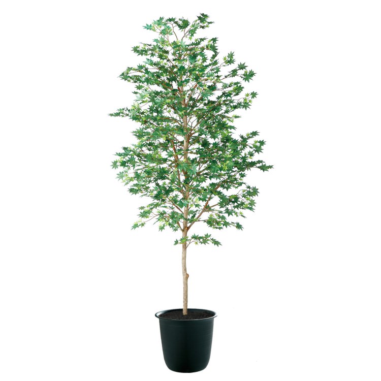 ޥߥ  W80H180cmTK91766 ƥե륰꡼ ͹տʪ ͹ ȭդ꡼