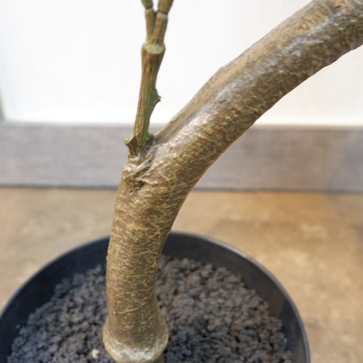 ĥȥ٥顼ݥå152cmVR22022 ƥե륰꡼ ͹տʪ ͹ ʰȭդ꡼