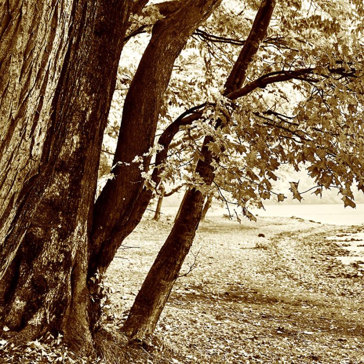 IGREBOW ̳ƻ ƶʡ[» 11] ܥ ƥꥢե ԥ㡼 ̿