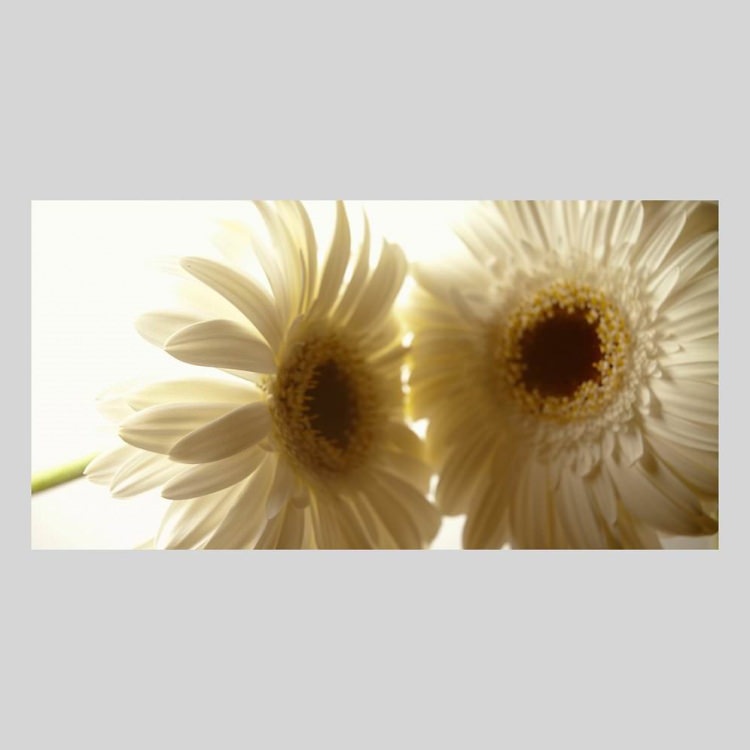 IGREBOW �����٥�β֡�[����� 1��2] ��������ܥ� ����ƥꥢ�ե��� �ԥ����㡼������ �̿�