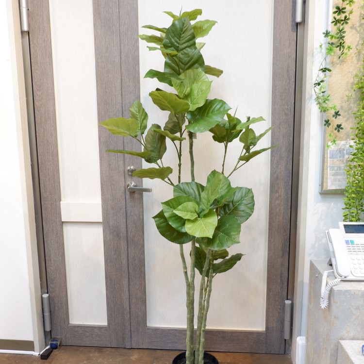 ٥顼ݥå168cmVR22023 ƥե륰꡼ ͹տʪ ͹ ʰȭդ꡼