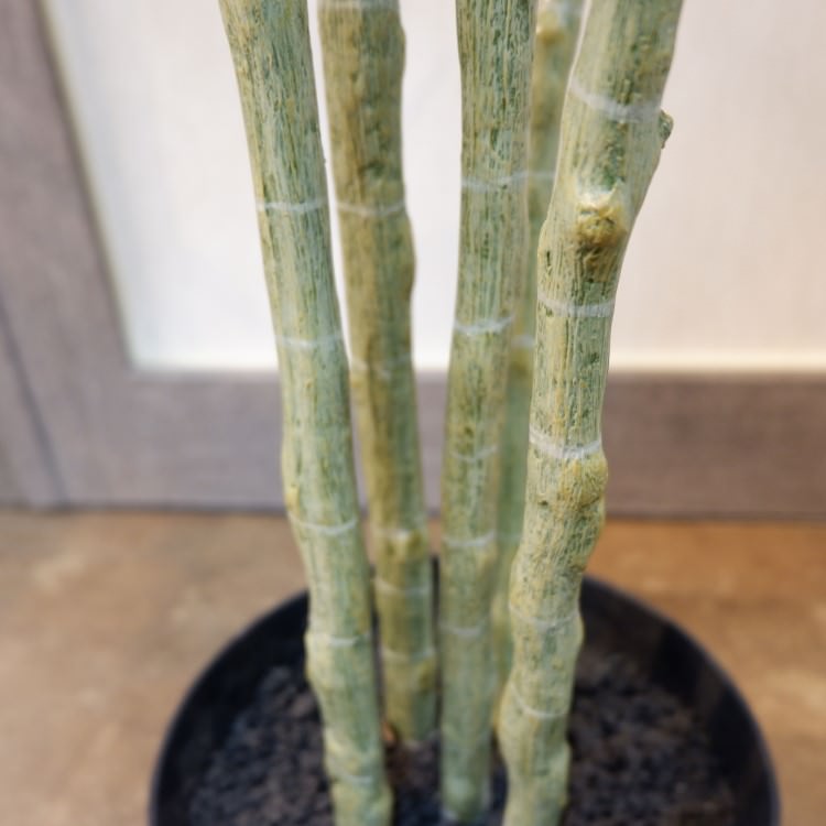 ٥顼ݥå168cmVR22023 ƥե륰꡼ ͹տʪ ͹ ʰȭդ꡼